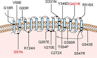 Novel Compound Heterozygous Pathogenic Mutations of SLC5A5 in a Chinese Patient With Congenital Hypothyroidism